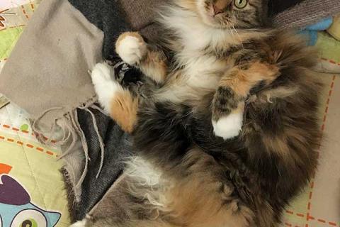 В дар кошку. Домашняя трехцветная кошечка Дэлька в добрые руки. Фото1