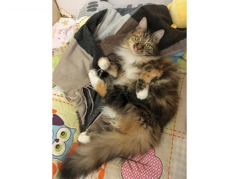 В дар кошку