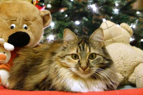 В дар кошку. Домашняя трехцветная кошечка Дэлька в добрые руки. Фото3