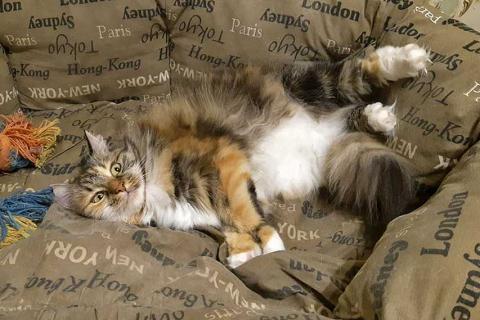 В дар кошку. Домашняя трехцветная кошечка Дэлька в добрые руки. Фото4