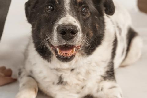 В дар собаку. Веснушчатый пёс Микки в добрые руки. Фото1