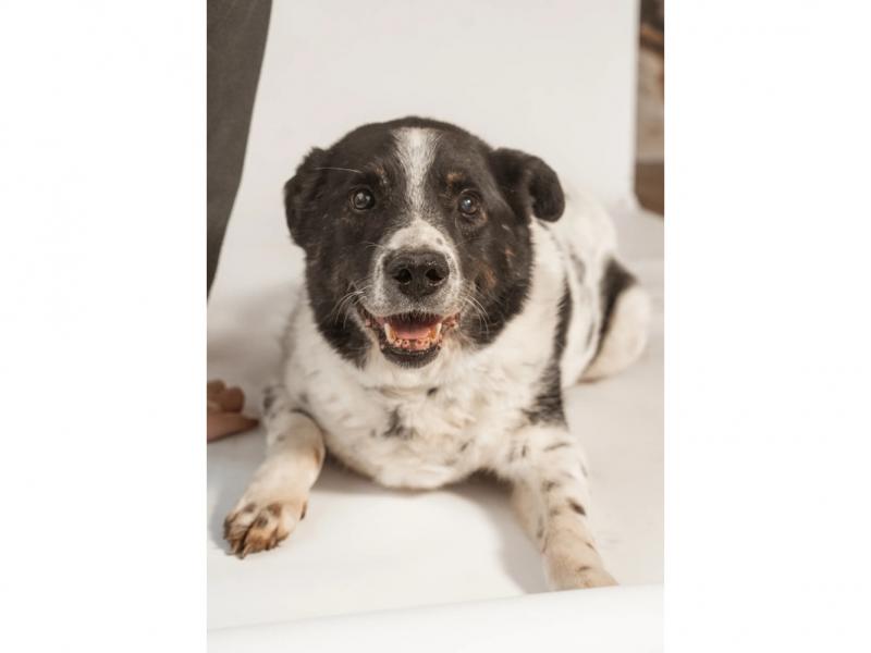 В дар собаку