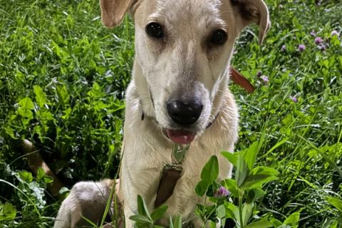 В дар собаку. Отдадим солнечного красавчика Барабашку в заботливые руки. Фото2