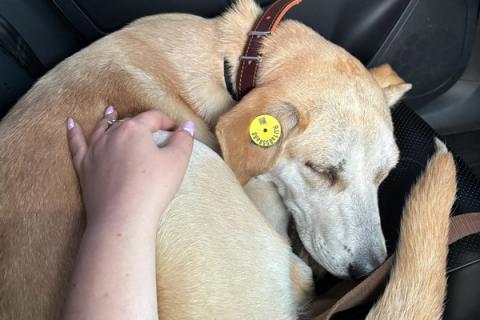 В дар собаку. Отдадим солнечного красавчика Барабашку в заботливые руки. Фото4