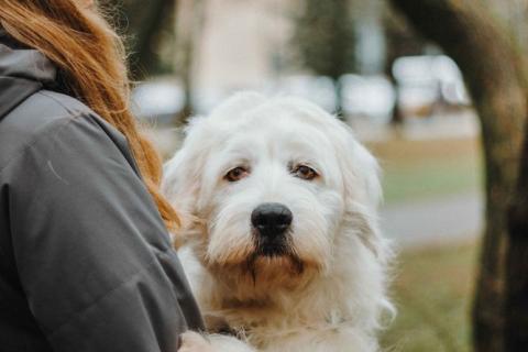 В дар собаку. Белая собака Шая с человеческими глазами в дар. Фото3