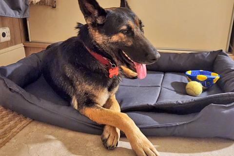 В дар собаку. Молодая собака Вита, немецкая овчарка ищет дом. Фото1