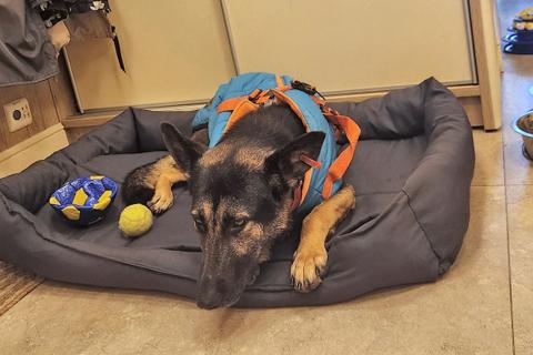 В дар собаку. Молодая собака Вита, немецкая овчарка ищет дом. Фото4