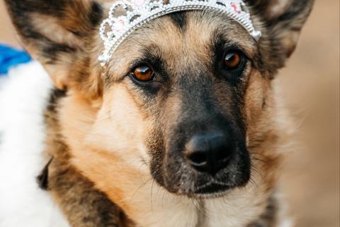 В дар собаку. Заметьте Тиночку!. Фото3