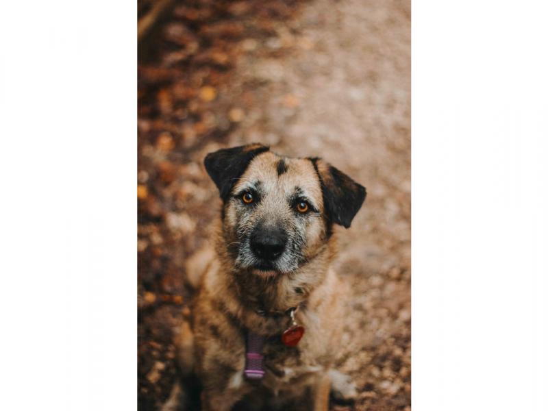 В дар собаку