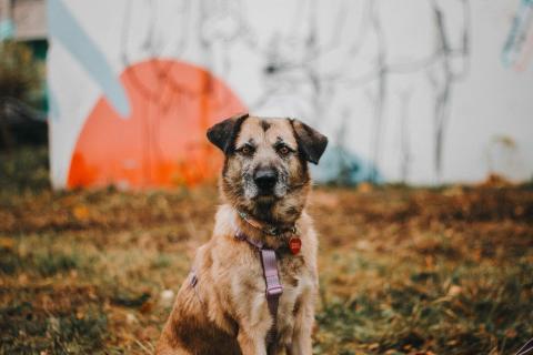 В дар собаку. Спокойная собачка Тера из Курска в добрые руки. Фото3
