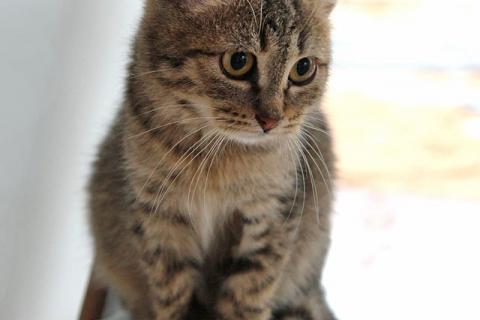 В дар кошку. Очаровательная Манечка, ласковый тигровый котенок ищет дом. Фото2