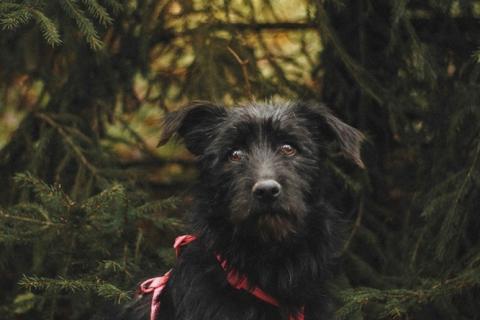 В дар собаку. Бородатик Соня ищет дом. Фото2