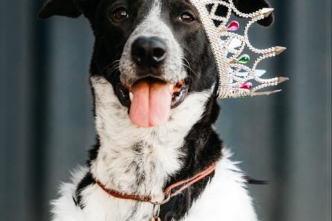 В дар собаку. Цирковой пёс Барни в добрые руки. Фото1