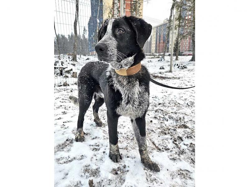 В дар собаку