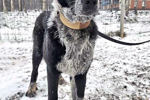 В дар собаку. Миша, тот самый пёс, которого Вы будете называть “наш”. Фото2