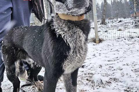 В дар собаку. Миша, тот самый пёс, которого Вы будете называть “наш”. Фото4