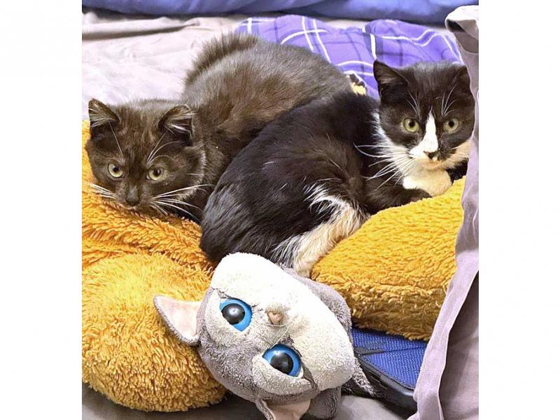 В дар кошку