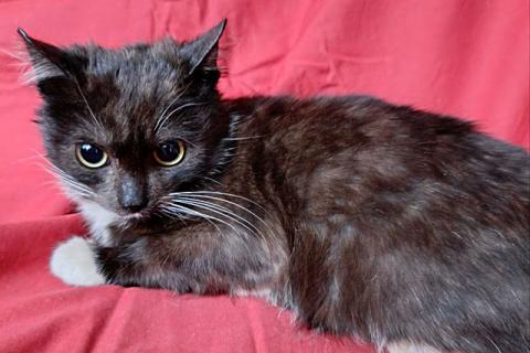 В дар кошку. Два маленьких котенка мальчик и девочка ищут дом . Фото2