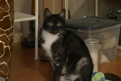 В дар кошку. Ласковая и спокойная кошечка Ласка в добрые руки. Фото3