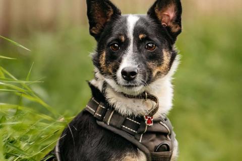 В дар собаку. Очаровательная маленькая собачка Налла в дар. Фото1