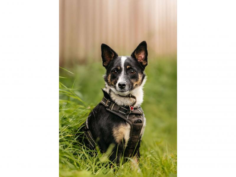 В дар собаку