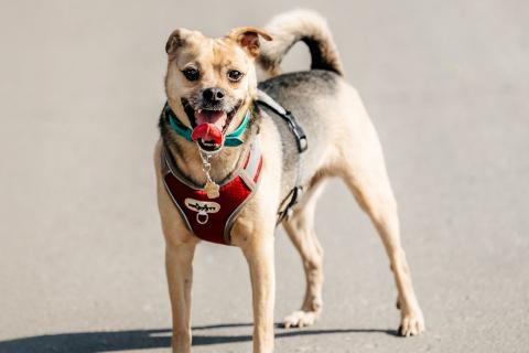 В дар собаку. Чихуахуа Чупик в добрые руки. Фото2