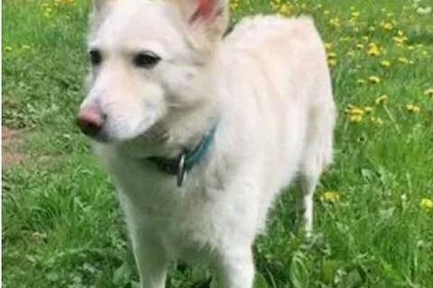 В дар собаку. В добрые руки Чиффа, собака, о которой мечтают, но редко находят. Фото1