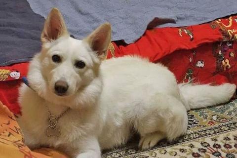 В дар собаку. В добрые руки Чиффа, собака, о которой мечтают, но редко находят. Фото4