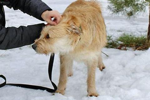 В дар собаку. Симпатичный бородатик Вульф всё ещё ждёт своего человека. Фото4