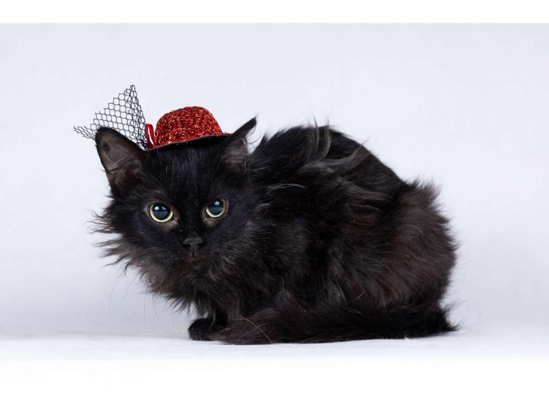 В дар кошку