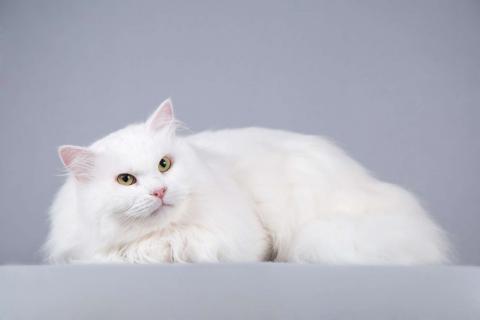 В дар кошку. Большой, белый и пушистый кот Сахарок в добрые руки. Фото2