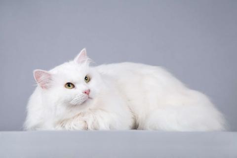 В дар кошку. Большой, белый и пушистый кот Сахарок в добрые руки. Фото4