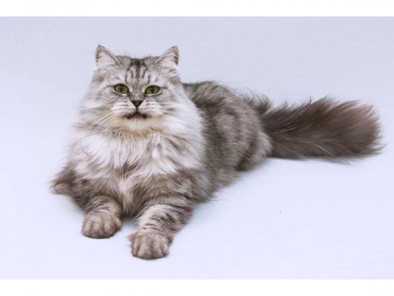 В дар кошку