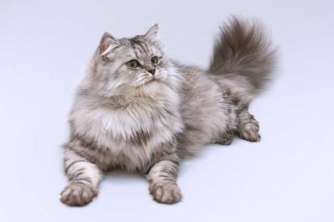 В дар кошку. Яркая красавица кошка Мисо в добрые руки. Фото3