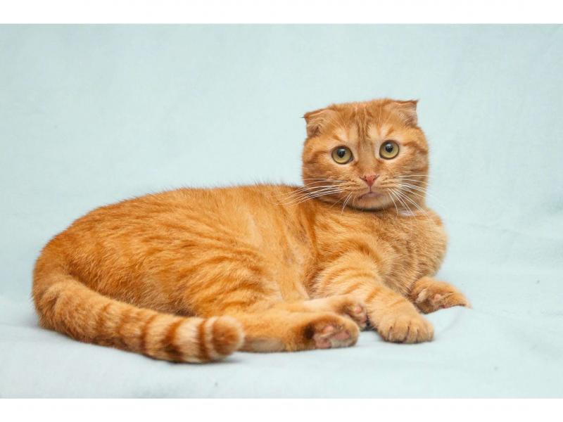 В дар кошку