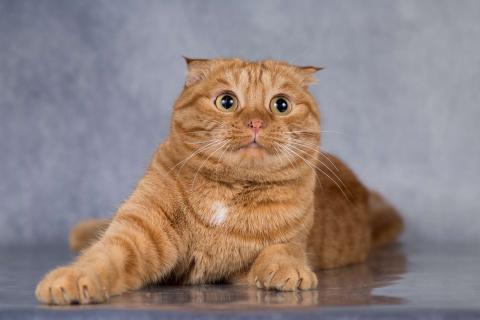 В дар кошку. Рыжая шотландская вислоухая кошка Манго в добрые руки. Фото4