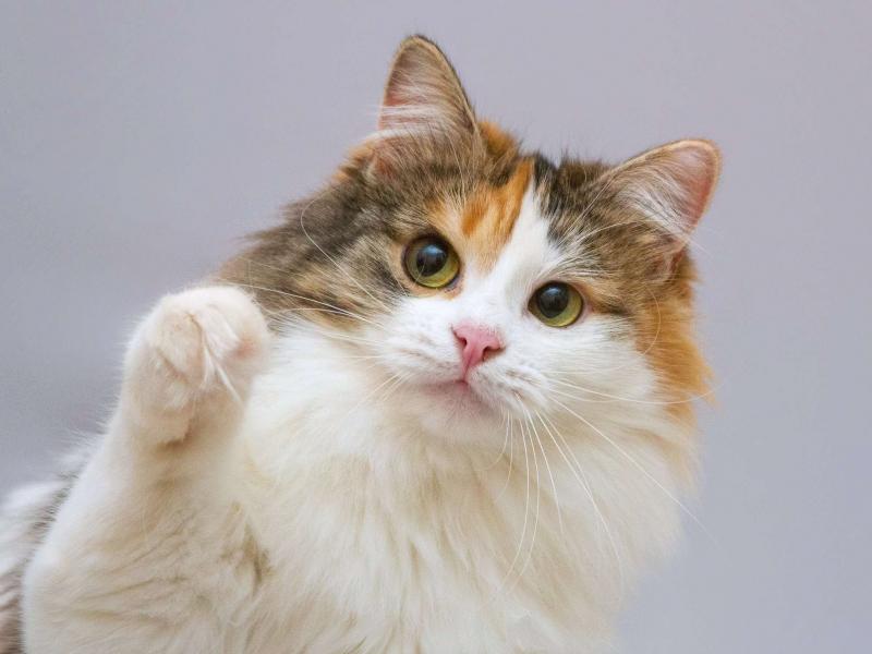 В дар кошку