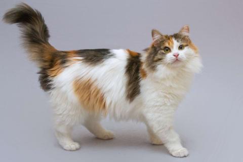 В дар кошку. Сибирская трехцветная кошка Липа в добрые руки. Фото3