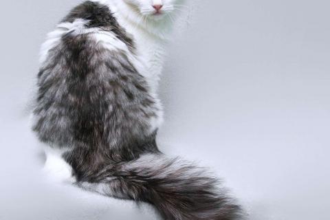 В дар кошку. Серебристый кот Витюша с роскошным хвостом в дар. Фото4