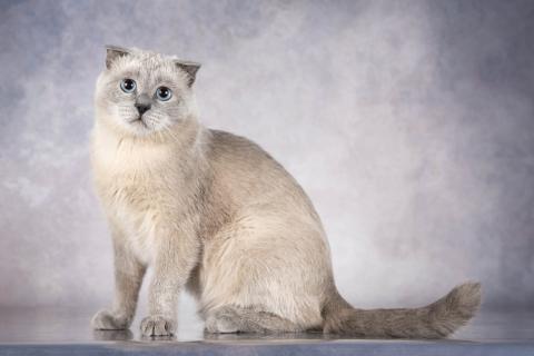 В дар кошку. Шотландский вислоухий голубоглазый блю пойнт Мустафа в дар. Фото1