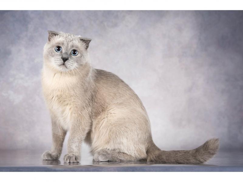 В дар кошку