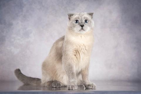 В дар кошку. Шотландский вислоухий голубоглазый блю пойнт Мустафа в дар. Фото2