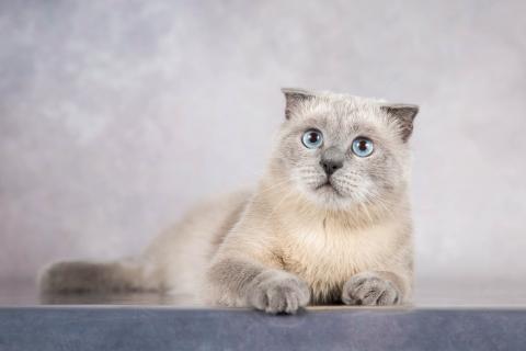 В дар кошку. Шотландский вислоухий голубоглазый блю пойнт Мустафа в дар. Фото3