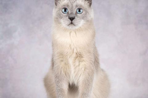 В дар кошку. Шотландский вислоухий голубоглазый блю пойнт Мустафа в дар. Фото4