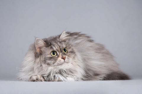 В дар кошку. Пушистая ласковая кошка Дымка в добрые руки. Фото2