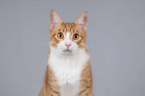 В дар кошку. Рыжий молодой ласковый кот Жермон в добрые руки. Фото2