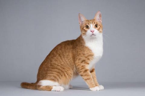 В дар кошку. Рыжий молодой ласковый кот Жермон в добрые руки. Фото4