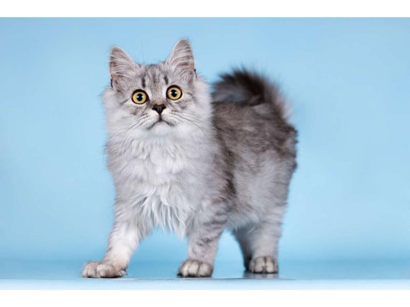 В дар кошку