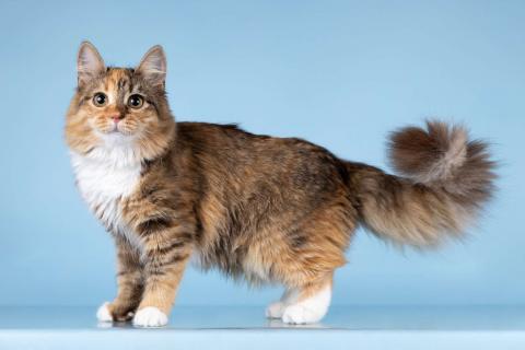 В дар кошку. Котята редких окрасов в добрые руки. Фото2