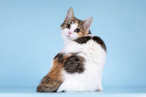 В дар кошку. Котята редких окрасов в добрые руки. Фото3